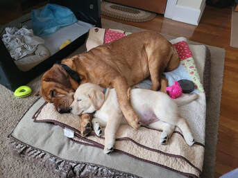 English Labrador puppy from Excalibur Labradors
